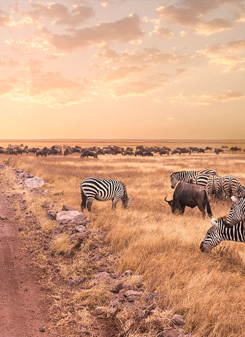 Excurso para frica do Sul